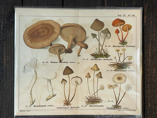 Pilze - Antike Chromolithografien