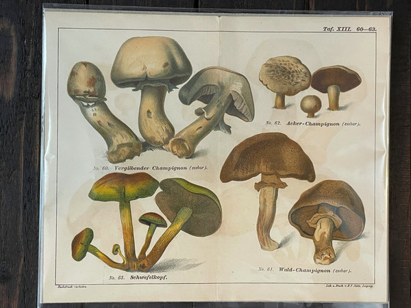 Pilze - Antike Chromolithografien