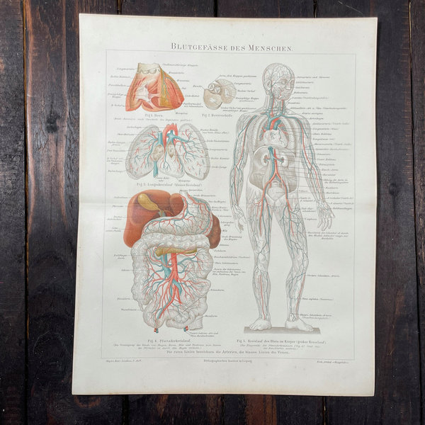 Anike Lithografien Anatomie 1894
