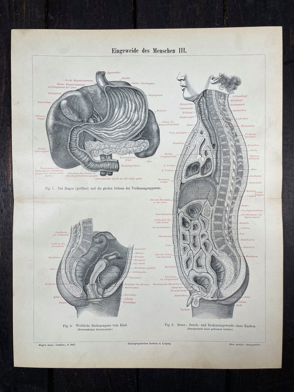 Anike Lithografien Anatomie 1894