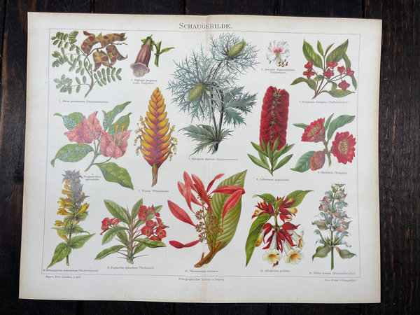 Antike Chromolithografien Pflanzen 1894