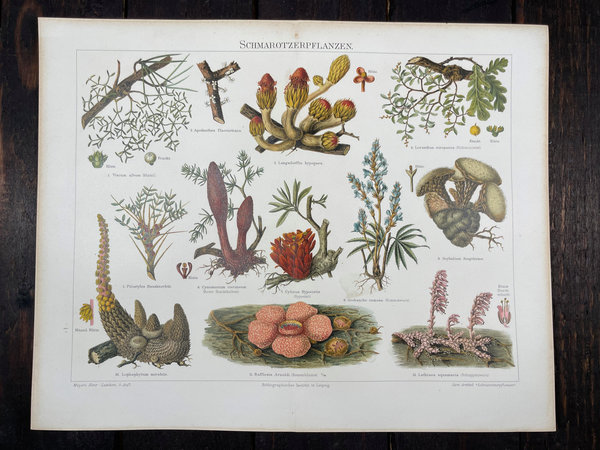 Antike Chromolithografien Pflanzen 1894