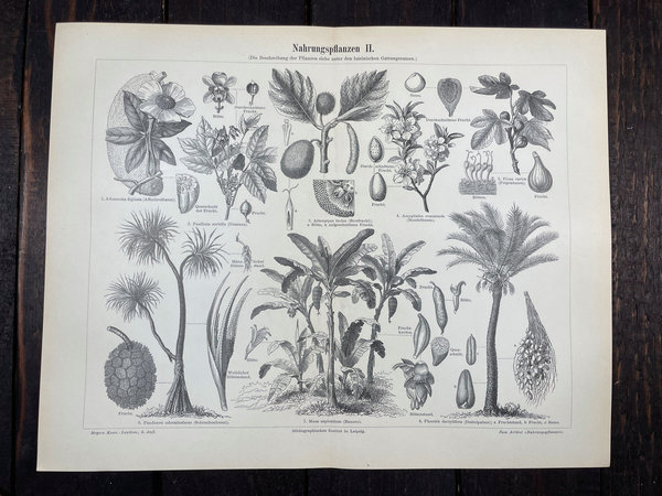 Lithografien Pflanzen 1894