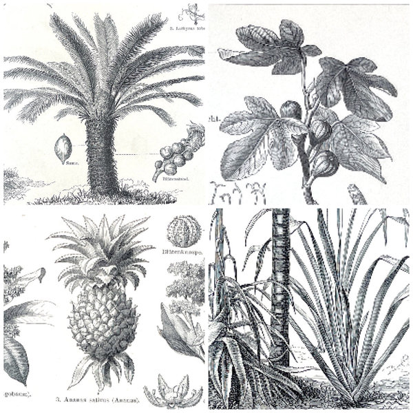 Lithografien Pflanzen 1894