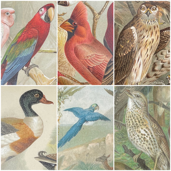 Chromolithografien Vögel 1894