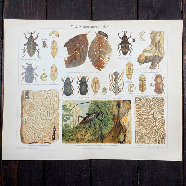 Chromolithografien Entomologie (Insekten, Käfer & Schmetterlinge) 1894