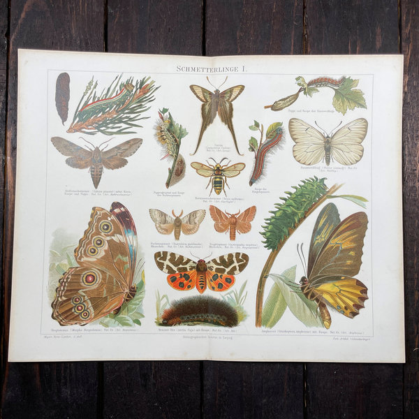 Schmetterlinge I Antike Chromolithografie 1894