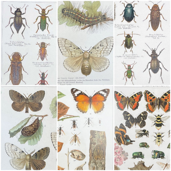 Chromolithografien Entomologie (Insekten, Käfer & Schmetterlinge) 1894