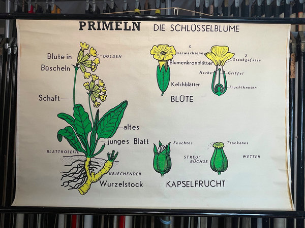 Botanische Schulkarten Verlag Paul Stockmann