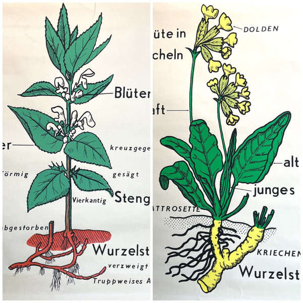 Botanische Schulkarten Verlag Paul Stockmann