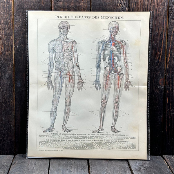 Anike Lithografien Anatomie 1898
