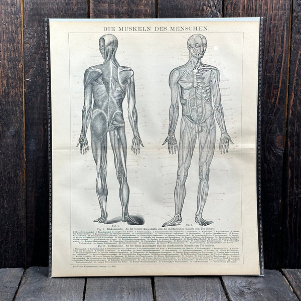 Anike Lithografien Anatomie 1898