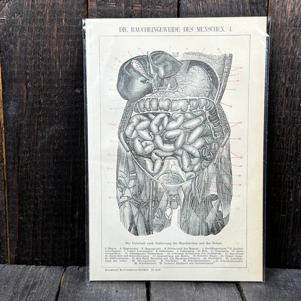Anatomie Antike Lithografien 1898