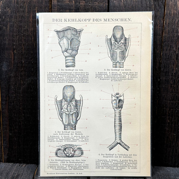 Anatomie Antike Lithografien 1898