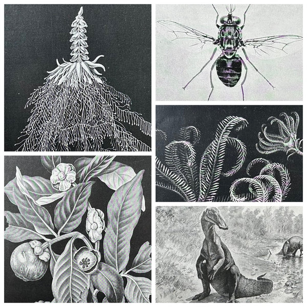 Antike Lithografien Pflanzen & Tiere um 1900